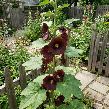 Dunkelbraune Samen der Stockrose zum Pflanzen