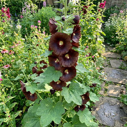 Dunkelbraune Samen der Stockrose zum Pflanzen