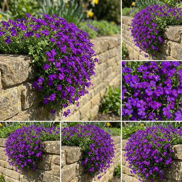 Rock Cress Violet Seeds for Planting