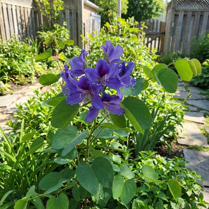 Bauhinia Tree Blue Seeds for Easy Planting