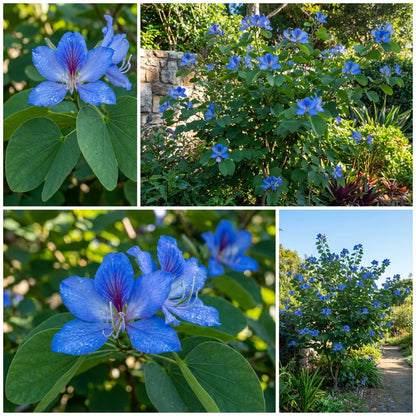 Bauhinia Tree Blue Seeds for Easy Planting