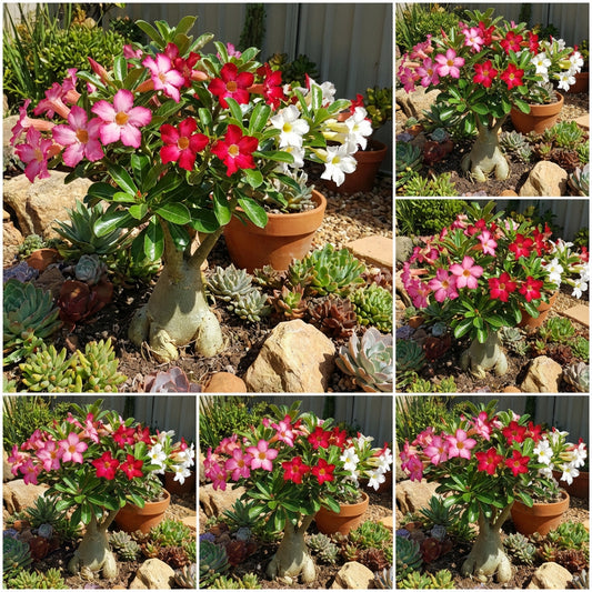 Adenium Mixed Seeds for Easy Planting
