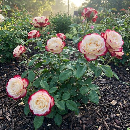 Asaka Weiße Rote Rosen Samen zum Pflanzen