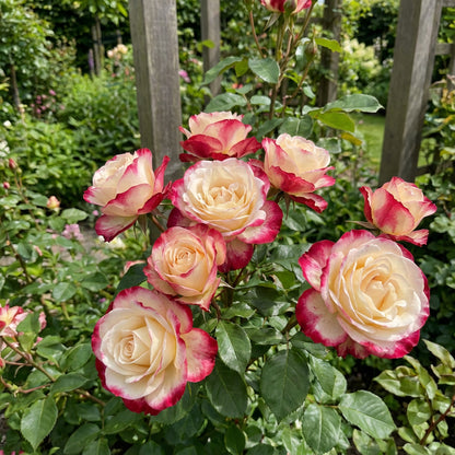 Asaka Weiße Rote Rosen Samen zum Pflanzen