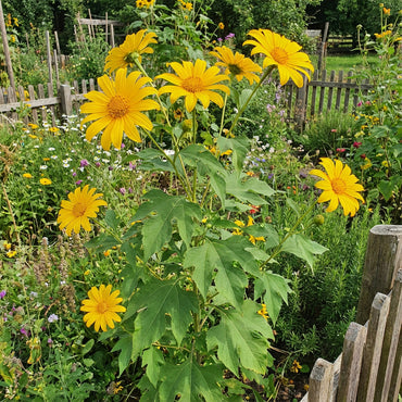 Yellow Tithonia Sunflower Tree Seeds for Planting
