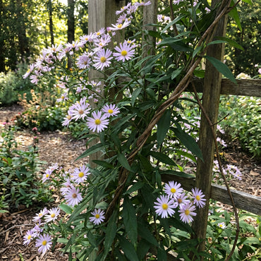 Climbing Aster Seeds for Planting