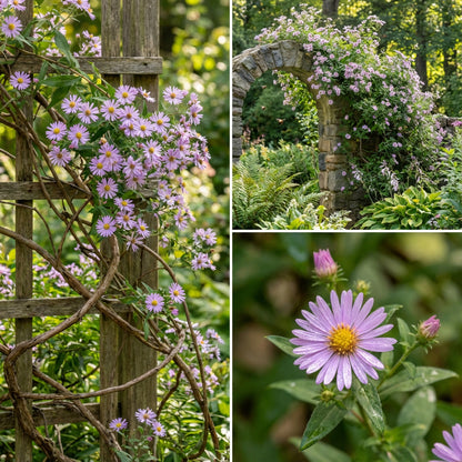 Climbing Aster Seeds for Planting