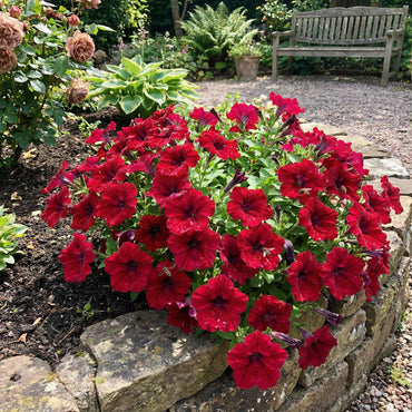 Red Petunia Flower Seeds for Vibrant Planting and Floral Arrangements