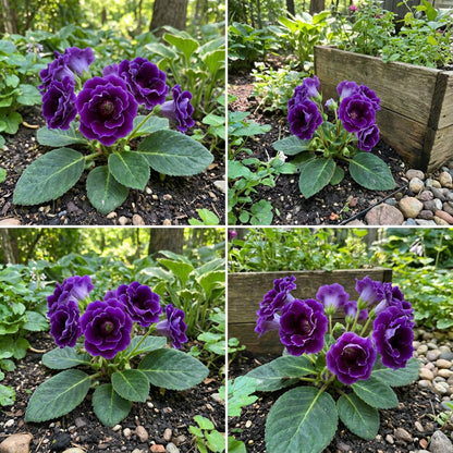 Vibrant Gloxinia Violet Dark Seeds for Planting - Bold Garden Blooms