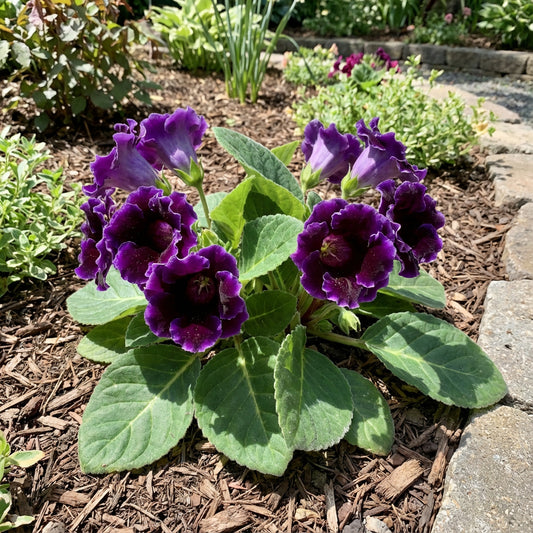 Vibrant Gloxinia Violet Dark Seeds for Planting - Bold Garden Blooms