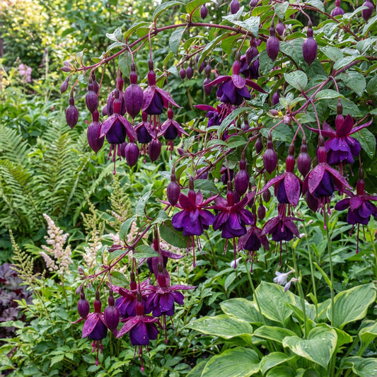 Vibrant Fuchsia Flower Seeds for Planting Dark Violet Blooms