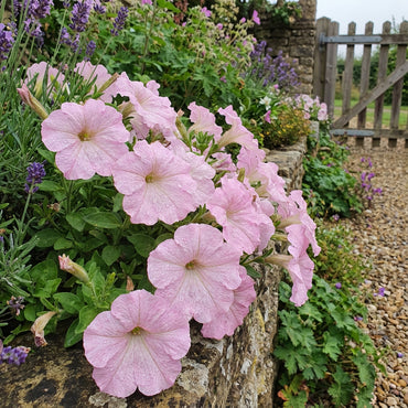 Light Pink Petunia Seeds for Planting - Soft & Colorful Garden Charm