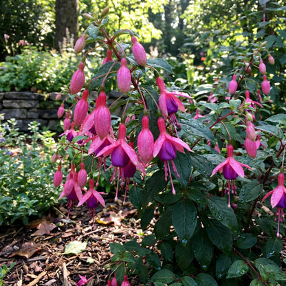 Fuchsia Flower Seeds for Planting Pink Blooms - Perfect for a Vibrant Garden