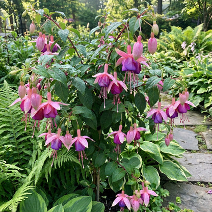 Fuchsia Flower Seeds for Planting Pink Blooms - Perfect for a Vibrant Garden