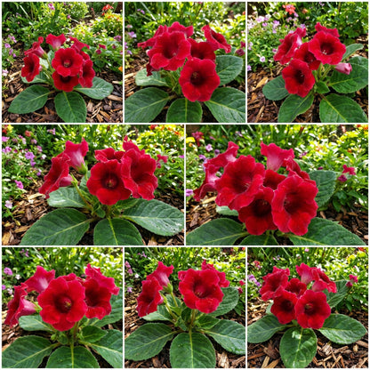 Gloxinia Flower Seeds for Planting Red: Create Vibrant Garden Displays