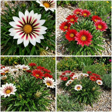 Gazania Flower Seeds - Plant Stunning White and Red Blooms for a Colorful Garden