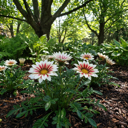 Gazania Flower Seeds - Plant Stunning White and Red Blooms for a Colorful Garden