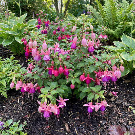 Vibrant Pink Mix Fuchsias Seeds for Dynamic Garden Planting