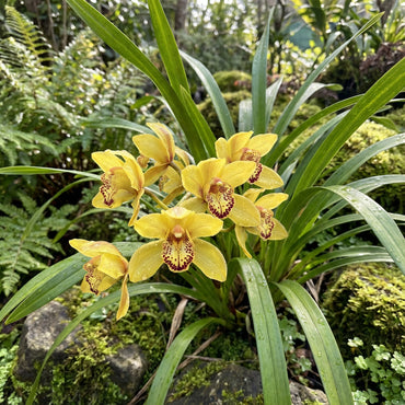 Plant Cymbidium Maxillaria Goeringii Seeds for Exotic Yellow Beauty in Your Garden