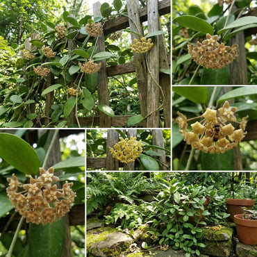 Brighten Your Garden with Hoya Flower Seeds - Light Yellow-Brown Blooms for Colorful Displays