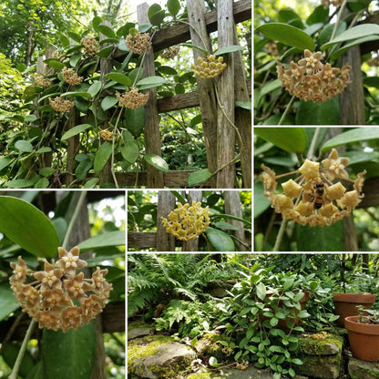 Brighten Your Garden with Hoya Flower Seeds - Light Yellow-Brown Blooms for Colorful Displays