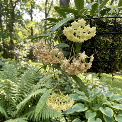 Brighten Your Garden with Hoya Flower Seeds - Light Yellow-Brown Blooms for Colorful Displays