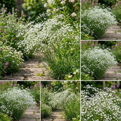Gypsophila Paniculata Perennial Flower Seeds - Delicate Blooms for Charming Gardens and Bouquets
