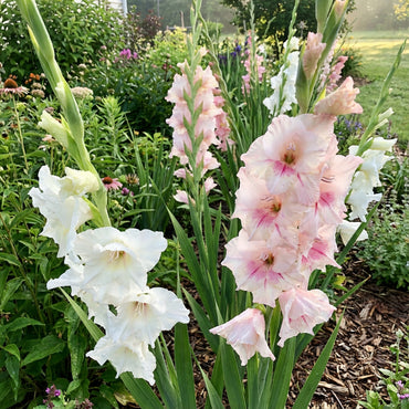 White-Pink Gladiolus Seeds for Elegant Planting and Stunning Displays