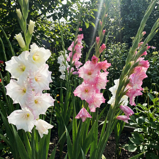 White-Pink Gladiolus Seeds for Elegant Planting and Stunning Displays
