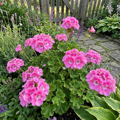 Pink Geranium Flower Seeds for Planting