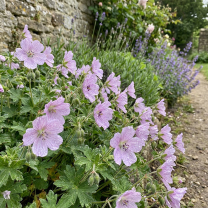 Light Purple Geranium Pelargonium Peltatum Seeds for Vibrant Planting Displays