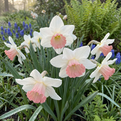 Vibrant Daffodil Flower Seeds for Planting: Pink & White for Stunning Garden Displays
