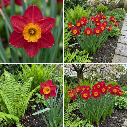 Vibrant Red Daffodil Seeds for Planting - Stunning Garden Color