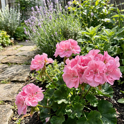 Pink Geranium Seeds for Planting - Add Colorful Delight to Your Garden