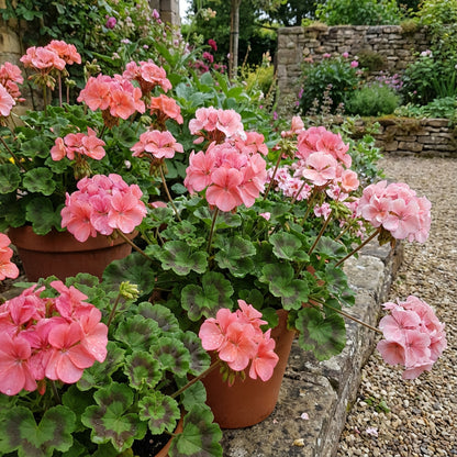 Pink Geranium Seeds for Planting - Add Colorful Delight to Your Garden