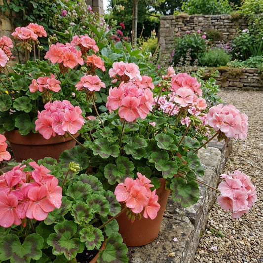 Pink Geranium Seeds for Planting - Add Colorful Delight to Your Garden