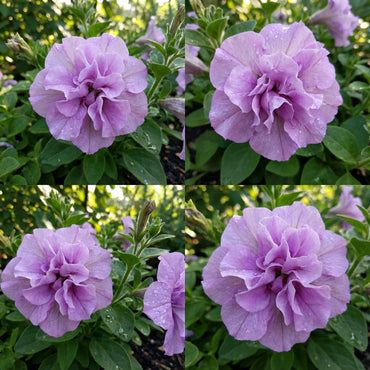 Vibrant Light Purple Double Petunia Seeds for Stunning Garden Planting