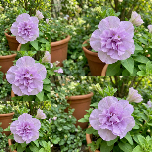 Vibrant Light Purple Double Petunia Seeds for Stunning Garden Planting