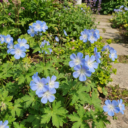 Sky Blue Geranium Flower Seeds for Vibrant Garden Planting