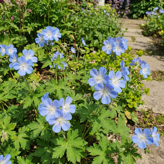 Sky Blue Geranium Flower Seeds for Vibrant Garden Planting