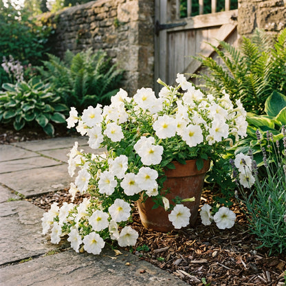Elegant White Petunia Flower Seeds for Sophisticated Planting