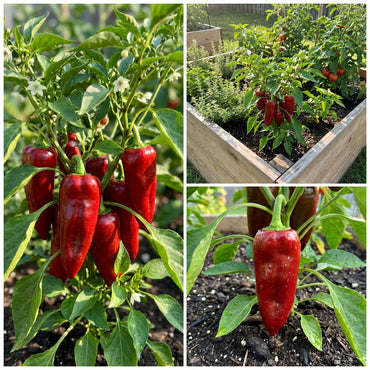 Sweet Hungarian Paprika Seeds for Planting | Flavorful Pepper Seeds for Your Garden