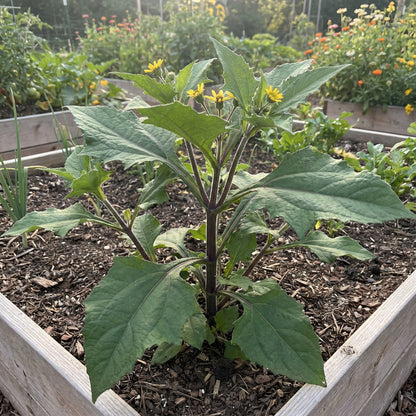 Brown Yacon Vegetable Seeds for Easy Planting