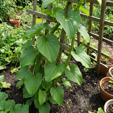 Dioscorea Alata Seeds for Vegetable Gardening and Planting