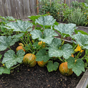 Kakai Hull-Less Pumpkin Seeds for Easy Planting