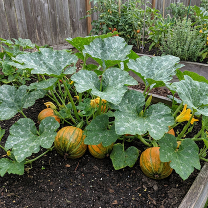 Kakai Hull-Less Pumpkin Seeds for Easy Planting