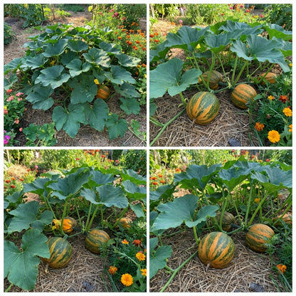 Kakai Hull-Less Pumpkin Seeds for Easy Planting