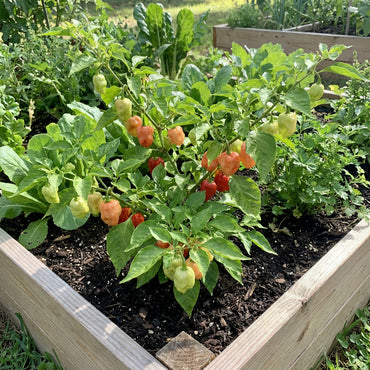 Aji Cubano Dulce Cachucha Pepper Seeds for Planting
