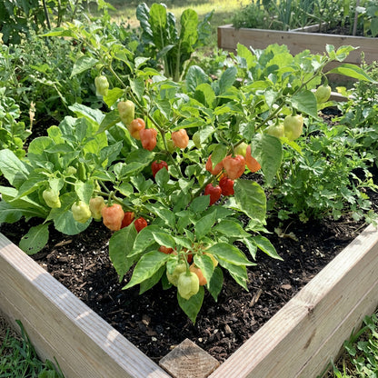 Aji Cubano Dulce Cachucha Pepper Seeds for Planting