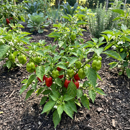 Aji Cubano Dulce Cachucha Pepper Seeds for Planting